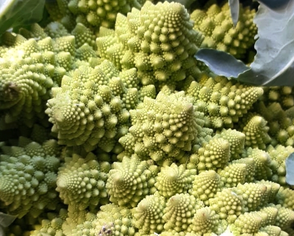 En el crecimiento del romanesco aparece la espiral logarítmica